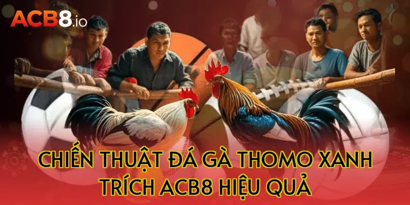 Chiến thuật đá gà Thomo xanh trích ACB8 hiệu quả