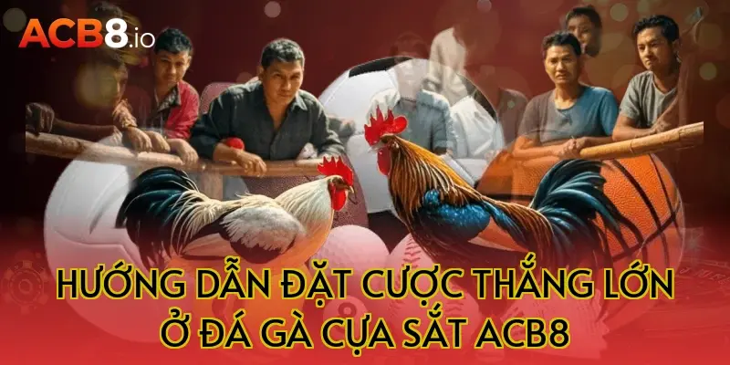Hướng dẫn đặt cược thắng lớn ở đá gà cựa sắt acb8