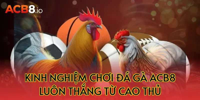 Kinh Nghiệm Chơi Đá Gà ACB8 Luôn Thắng Từ Cao Thủ